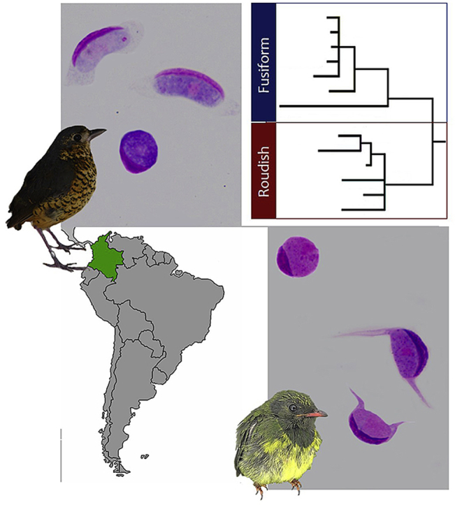 Disentangling Leucocytozoon parasite diversity in the neotropics: Descriptions of two new species and shortcomings of molecular diagnostics for leucocytozoids.